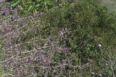 Ehretia rigida