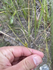 Cyperus schweinitzii