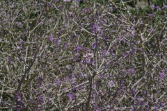 Ehretia rigida