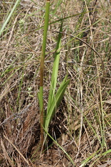 Eulophia parviflora