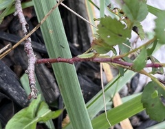 Cladius pectinicornis