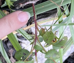 Cladius pectinicornis