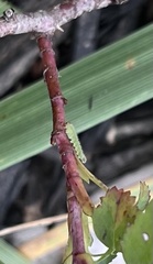 Cladius pectinicornis