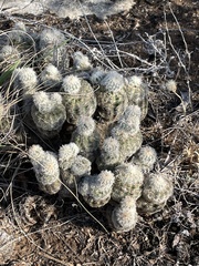 Echinocereus reichenbachii caespitosus