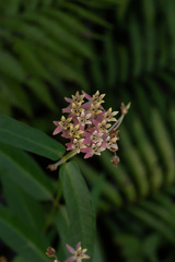 Asclepias rubra