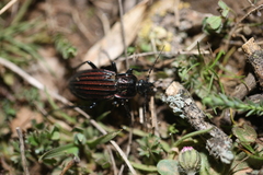 Carabus melancholicus