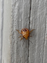 Podisus maculiventris