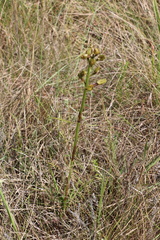 Eulophia parviflora