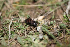 Carabus melancholicus