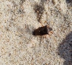 Pinthaeus sanguinipes