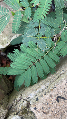 Albizia julibrissin