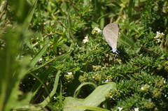 Pseudolycaena marsyas
