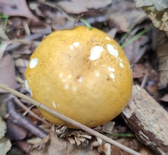 Amanita junquillea