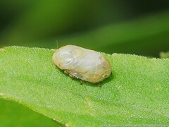 Clastoptera xanthocephala