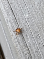 Podisus maculiventris