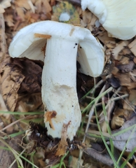 Amanita junquillea