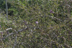 Ehretia rigida