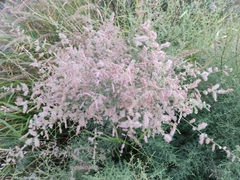Tamarix ramosissima