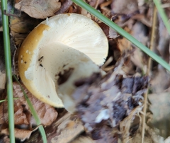 Amanita junquillea