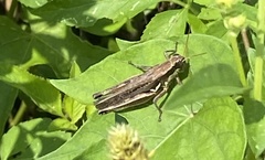 Paroxya atlantica