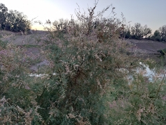 Tamarix ramosissima