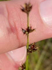 Scleria verticillata