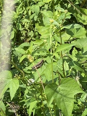 Paroxya atlantica