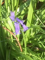 Hyacinthoides non-scripta