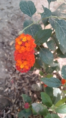 Lantana