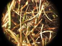 Gomphocerus sibiricus