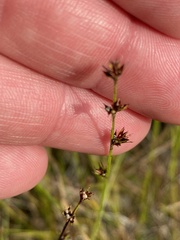 Scleria verticillata