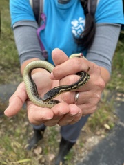 Thamnophis sirtalis semifasciatus