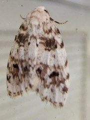 Clemensia ochreata