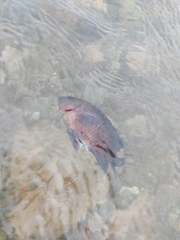 Neoglyphidodon melas