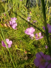 Agalinis fasciculata