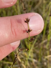 Scleria verticillata