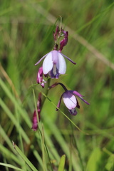 Eulophia hians hians