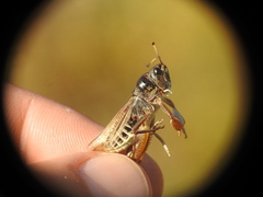 Gomphocerus sibiricus