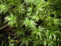Atrichum undulatum