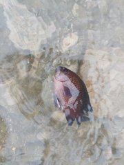 Neoglyphidodon melas