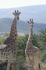 Giraffa camelopardalis giraffa