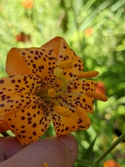 Lilium