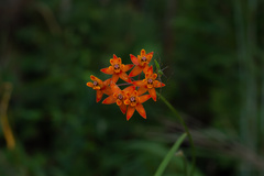 Asclepias lanceolata