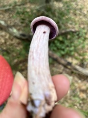 Laccaria ochropurpurea