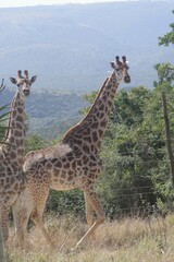 Giraffa camelopardalis giraffa