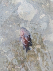 Neoglyphidodon melas