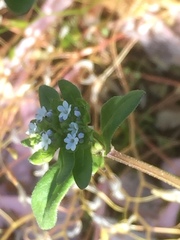 Valerianella locusta