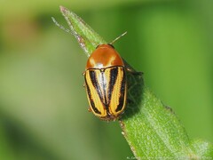 Cryptocephalus