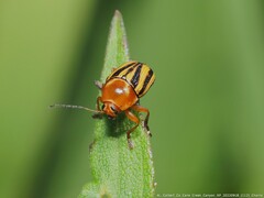 Cryptocephalus