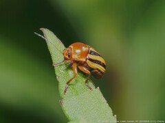 Cryptocephalus
